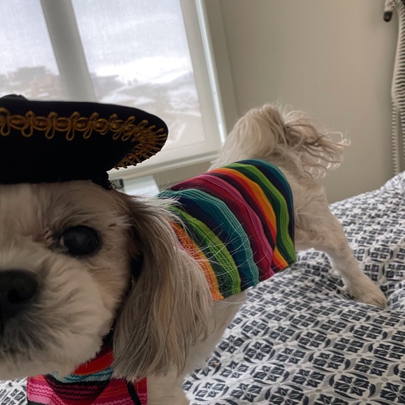 4 Small dog Halloween costumes - Picture 14 of 14